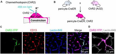 Channelrhodopsin Excitation Contracts Brain Pericytes and Reduces Blood Flow in the Aging Mouse Brain in vivo